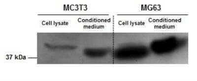 Western Blot: SPARC Antibody [NBP1-80972]