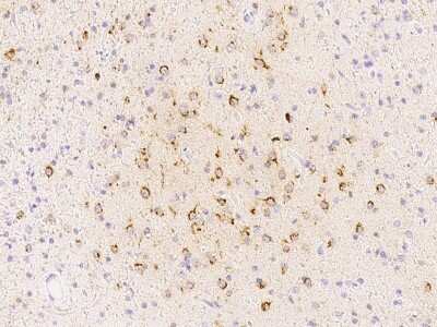 Immunohistochemistry-Paraffin: SPARC-like 1/SPARCL1 Antibody [NBP2-98700]