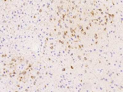 Immunohistochemistry-Paraffin: SPARC-like 1/SPARCL1 Antibody [NBP2-98700]