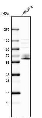 Western Blot: SPATA13 Antibody [NBP1-90848]