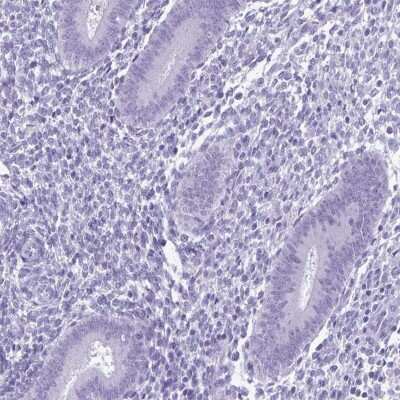 Immunohistochemistry-Paraffin: SPATA16 Antibody [NBP2-13368]