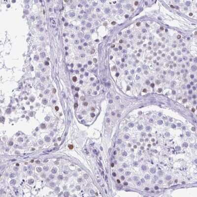Immunohistochemistry-Paraffin: SPATA16 Antibody [NBP2-13368]