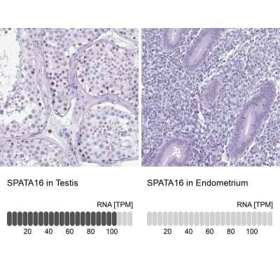 Immunohistochemistry-Paraffin: SPATA16 Antibody [NBP2-13368]