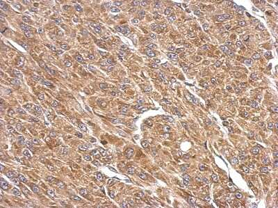 Immunohistochemistry-Paraffin: SPATA16 Antibody [NBP2-20466]