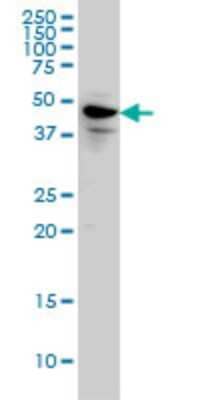 Western Blot: SPATA2 Antibody (1F1) [H00009825-M01]