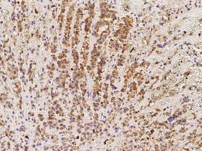 Immunohistochemistry-Paraffin: SPATA20 Antibody [NBP2-97798]