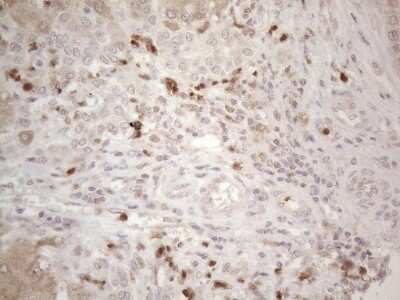 Immunohistochemistry: SPATA22 Antibody (OTI6H9) [NBP2-45939]