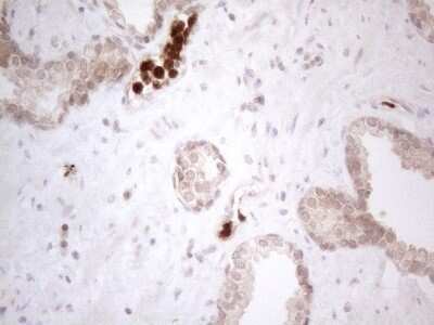 Immunohistochemistry: SPATA22 Antibody (OTI6H9) - Azide and BSA Free [NBP2-74309]