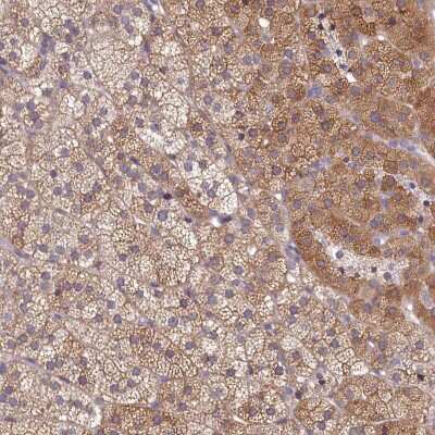 Immunohistochemistry-Paraffin: SPATA2L Antibody [NBP2-47265]