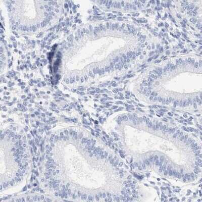 Immunohistochemistry-Paraffin: SPATA3 Antibody [NBP1-80661]