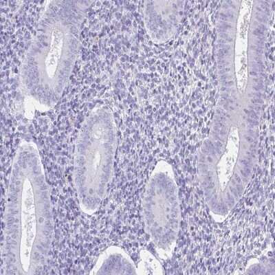 Immunohistochemistry-Paraffin: SPATA4 Antibody [NBP1-80731]
