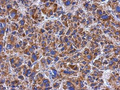 Immunohistochemistry-Paraffin: SPATA4 Antibody [NBP2-20467]