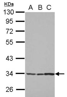 Western Blot: SPATA4 Antibody [NBP2-20467]
