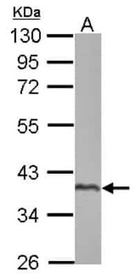 Western Blot: SPATA4 Antibody [NBP2-20467]