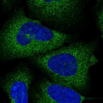 Immunocytochemistry/ Immunofluorescence: SPATA5 Antibody [NBP2-38302]