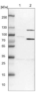 Western Blot: SPATA5 Antibody [NBP1-89214]