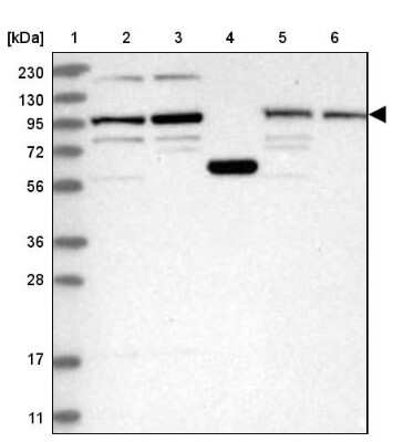 Western Blot: SPATA5 Antibody [NBP2-38302]