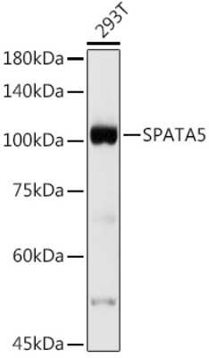 Western Blot: SPATA5 AntibodyAzide and BSA Free [NBP3-16028]