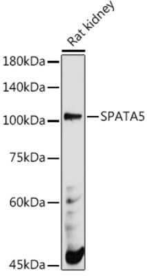 Western Blot: SPATA5 AntibodyAzide and BSA Free [NBP3-16028]