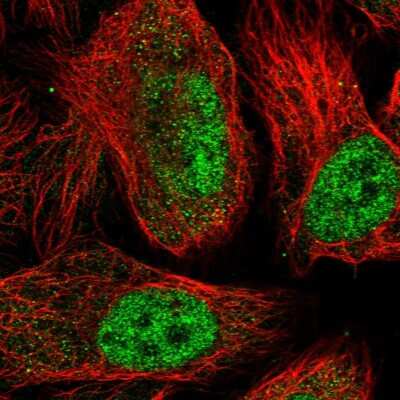 Immunocytochemistry/ Immunofluorescence: SPATA5L1 Antibody [NBP1-92430]