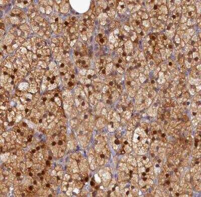 Immunohistochemistry-Paraffin: SPATA5L1 Antibody [NBP1-92430]