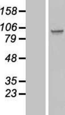 Western Blot: SPATA5L1 Overexpression Lysate [NBL1-16383]