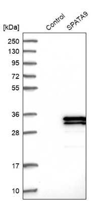 Western Blot: SPATA9 Antibody [NBP1-83493]