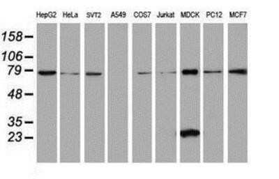 Flow Cytometry: SPATC1L Antibody (OTI1H6) - Azide and BSA Free [NBP2-72277]
