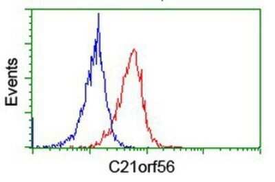Flow Cytometry: SPATC1L Antibody (OTI1H6) - Azide and BSA Free [NBP2-72277]