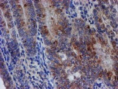 Immunohistochemistry: SPATC1L Antibody (OTI1H6) - Azide and BSA Free [NBP2-72277]