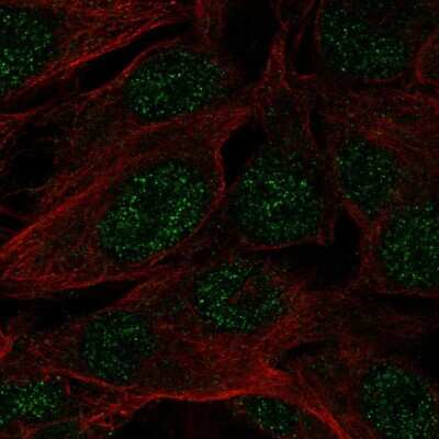 Immunocytochemistry/ Immunofluorescence: SPATS1 Antibody [NBP2-55558]