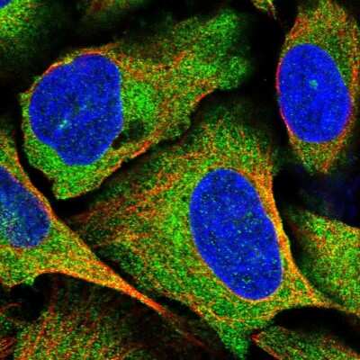 Immunocytochemistry/ Immunofluorescence: SPATS2 Antibody [NBP1-82269]