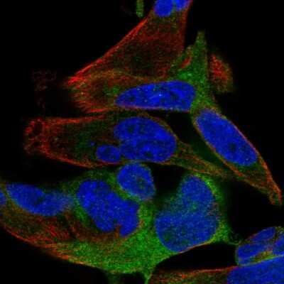 Immunocytochemistry/ Immunofluorescence: SPATS2 Antibody [NBP2-56260]