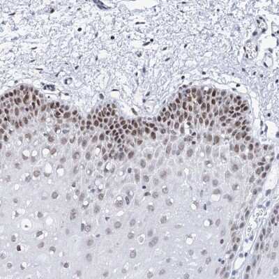 Immunohistochemistry: SPATS2 Antibody [NBP2-38423]