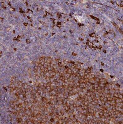 Immunohistochemistry-Paraffin: SPATS2 Antibody [NBP1-82269]