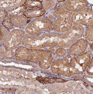 Immunohistochemistry-Paraffin: SPATS2 Antibody [NBP1-82269]