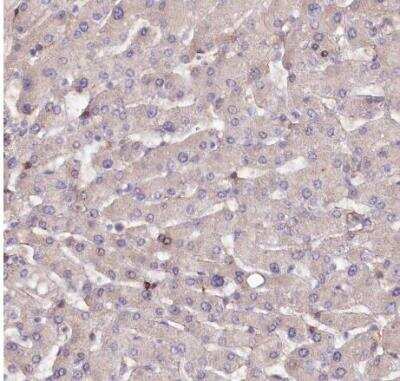 Immunohistochemistry-Paraffin: SPATS2 Antibody [NBP1-82269]