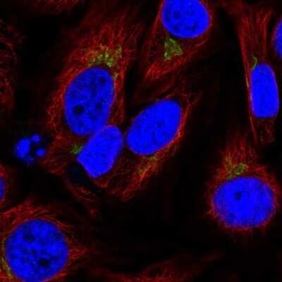 Immunocytochemistry/ Immunofluorescence: SPCS1 Antibody [NBP2-58471]