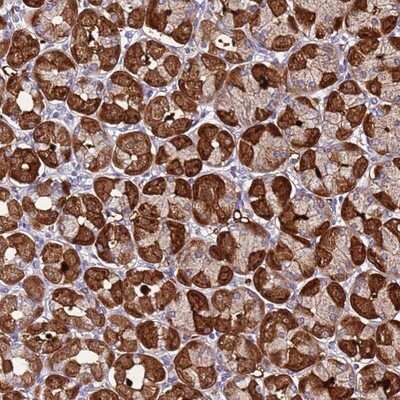 Immunohistochemistry-Paraffin: SPCS1 Antibody [NBP1-92433]