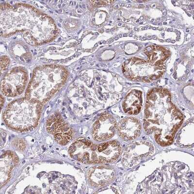 Immunohistochemistry-Paraffin: SPCS1 Antibody [NBP1-92433]