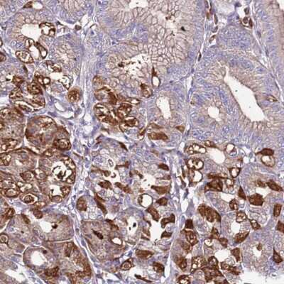 Immunohistochemistry-Paraffin: SPCS1 Antibody [NBP1-92433]