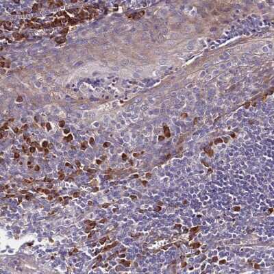 Immunohistochemistry-Paraffin: SPCS1 Antibody [NBP1-92433]