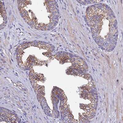Immunohistochemistry-Paraffin: SPCS1 Antibody [NBP1-92433]