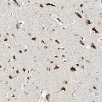 Immunohistochemistry-Paraffin: SPCS2 Antibody [NBP1-93656]