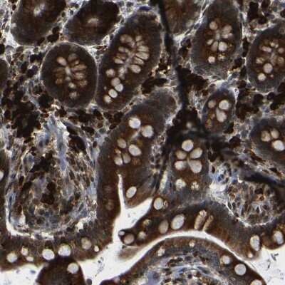 Immunohistochemistry-Paraffin: SPCS2 Antibody [NBP1-93656]