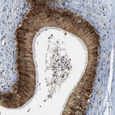Immunohistochemistry-Paraffin: SPCS2 Antibody [NBP1-93656]