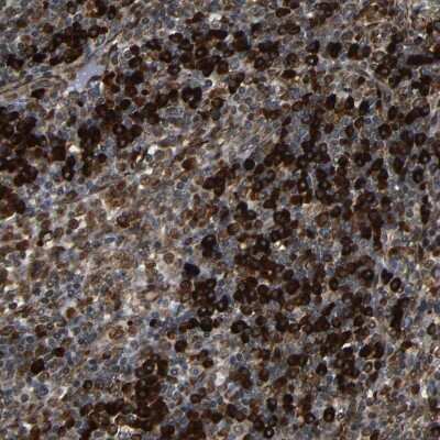 Immunohistochemistry-Paraffin: SPCS2 Antibody [NBP1-93656]