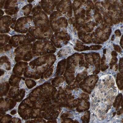 Immunohistochemistry-Paraffin: SPCS2 Antibody [NBP1-93656]