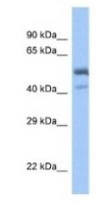 Western Blot: SPDEF Antibody [NBP1-74237]