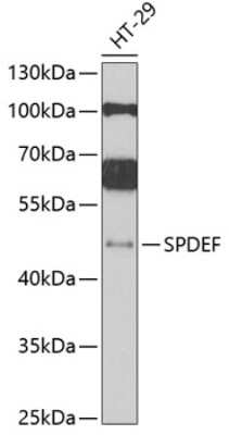 Western Blot: SPDEF AntibodyBSA Free [NBP2-94491]